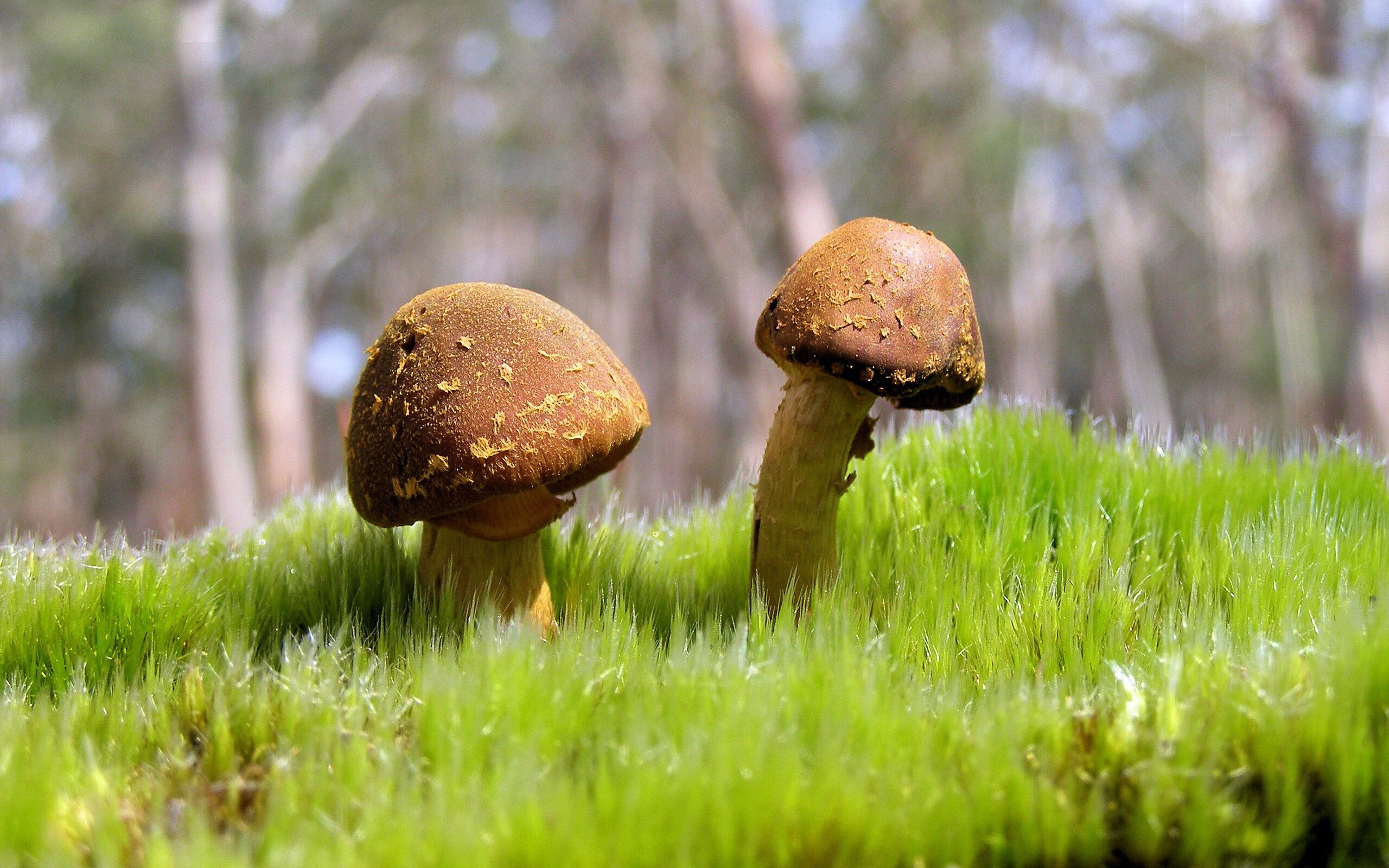 独行侠新星大放异彩，连续两场砍下+得分，独行侠新援